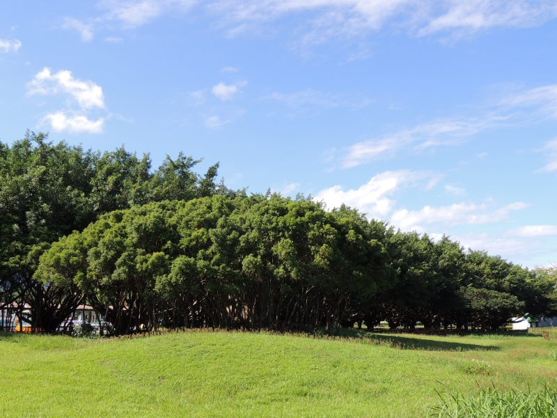 【吉安好玩】知卡宣森林親水公園｜親近花草樹木療癒身心，夏天還能玩水快樂消暑！ 花蓮好好玩