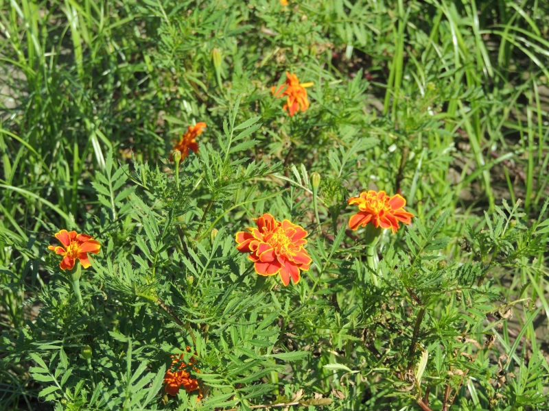 【吉安好玩】知卡宣森林親水公園｜親近花草樹木療癒身心，夏天還能玩水快樂消暑！ 花蓮好好玩
