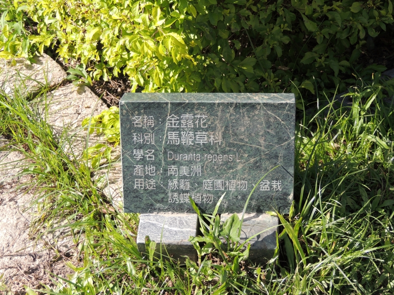 【吉安好玩】知卡宣森林親水公園｜親近花草樹木療癒身心，夏天還能玩水快樂消暑！ 花蓮好好玩