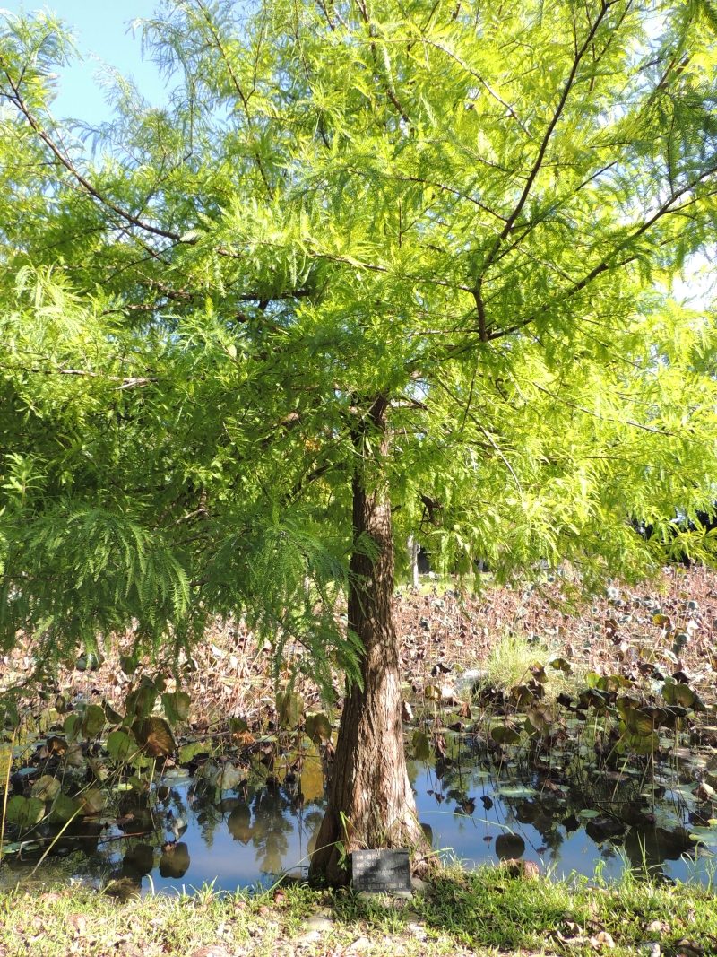 【吉安好玩】知卡宣森林親水公園｜親近花草樹木療癒身心，夏天還能玩水快樂消暑！ 花蓮好好玩