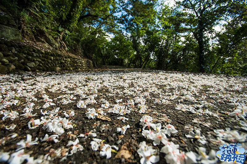 【吉安好玩】楓林步道桐花季｜花蓮之美．桐花．一年僅此一期 花蓮好好玩