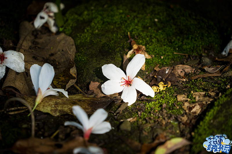 【吉安好玩】楓林步道桐花季｜花蓮之美．桐花．一年僅此一期 花蓮好好玩