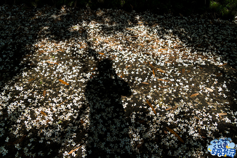 【吉安好玩】楓林步道桐花季｜花蓮之美．桐花．一年僅此一期 花蓮好好玩