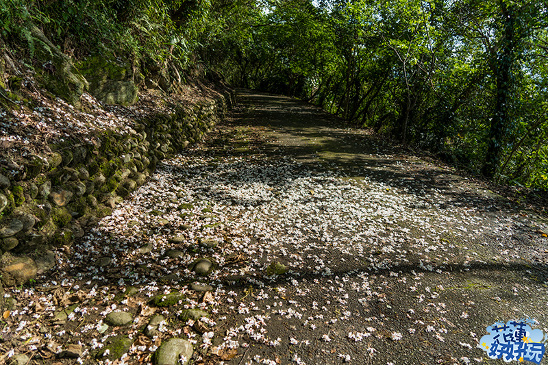 【吉安好玩】楓林步道桐花季｜花蓮之美．桐花．一年僅此一期 花蓮好好玩