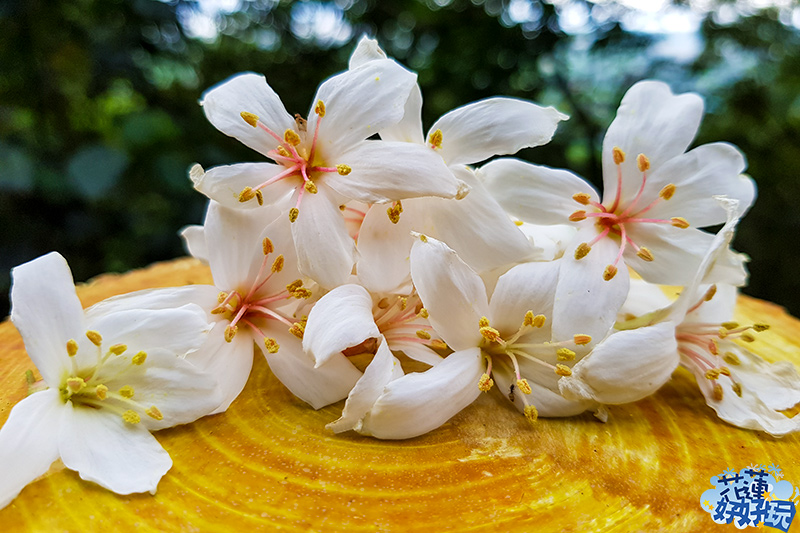 【吉安好玩】楓林步道桐花季｜花蓮之美．桐花．一年僅此一期 花蓮好好玩