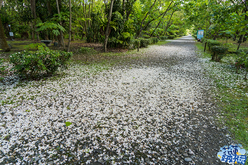 【吉安好玩】南華林業園區賞桐|四月春雪,吉安鄉限定的雪白花毯 花蓮好好玩 【吉安好玩】南華林業園區賞桐|四月春雪,吉安鄉限定的雪白花毯 花蓮好好玩