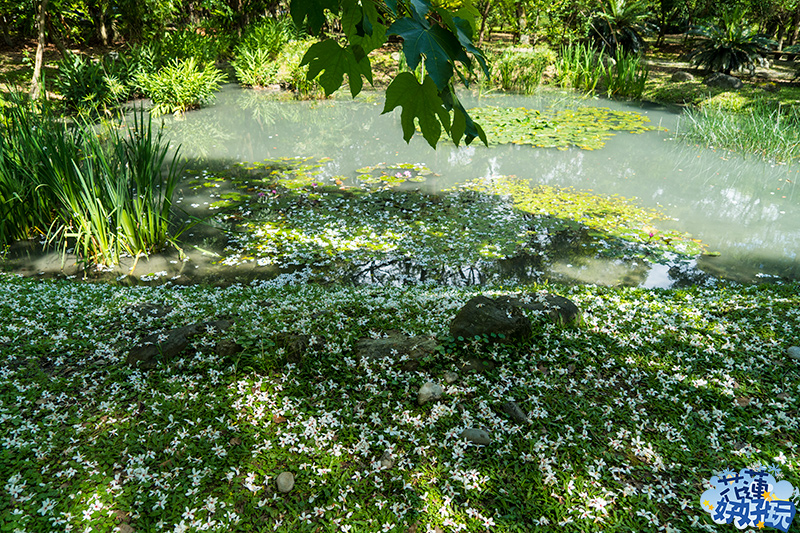 【吉安好玩】南華林業園區賞桐|四月春雪,吉安鄉限定的雪白花毯 花蓮好好玩 【吉安好玩】南華林業園區賞桐|四月春雪,吉安鄉限定的雪白花毯 花蓮好好玩