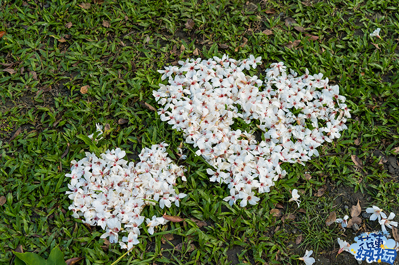 【吉安好玩】南華林業園區賞桐|四月春雪,吉安鄉限定的雪白花毯 花蓮好好玩 【吉安好玩】南華林業園區賞桐|四月春雪,吉安鄉限定的雪白花毯 花蓮好好玩