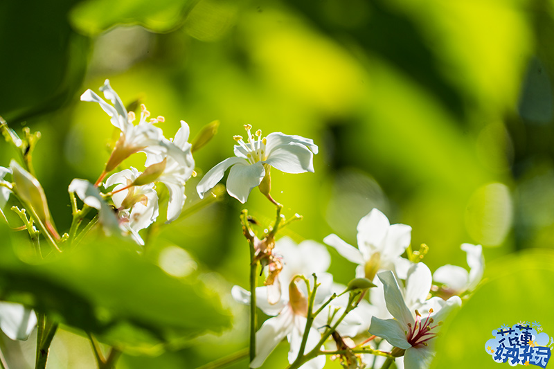 【吉安好玩】南華林業園區賞桐|四月春雪,吉安鄉限定的雪白花毯 花蓮好好玩 【吉安好玩】南華林業園區賞桐|四月春雪,吉安鄉限定的雪白花毯 花蓮好好玩