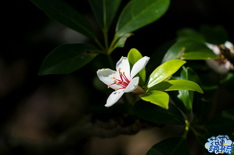 【吉安好玩】南華林業園區賞桐|四月春雪,吉安鄉限定的雪白花毯 花蓮好好玩 【吉安好玩】南華林業園區賞桐|四月春雪,吉安鄉限定的雪白花毯 花蓮好好玩