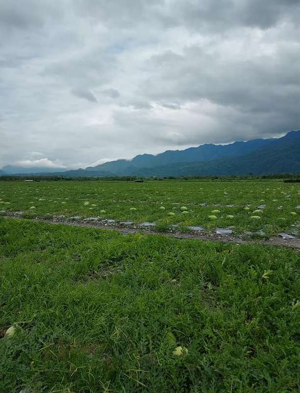 5月限定販售！產地直送花蓮大西瓜【哇好】 花蓮好好玩