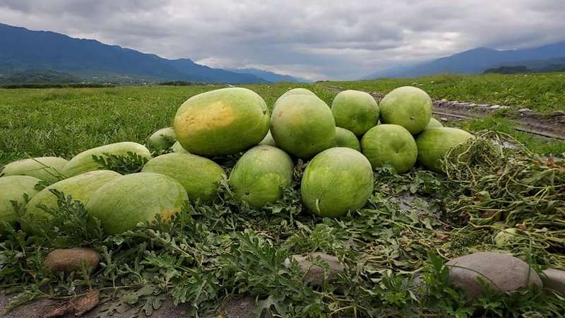 5月限定販售！產地直送花蓮大西瓜【哇好】 花蓮好好玩