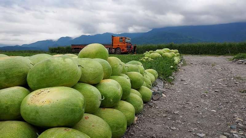 5月限定販售！產地直送花蓮大西瓜【哇好】 花蓮好好玩
