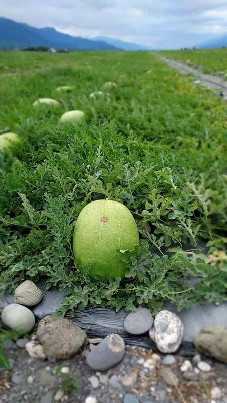 5月限定販售！產地直送花蓮大西瓜【哇好】 花蓮好好玩