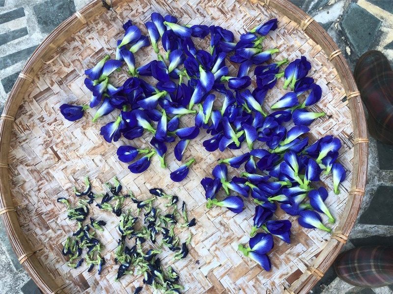 花蓮有機「手採日曬蝶豆花」【雜草蟲聲農莊】 花蓮好好玩