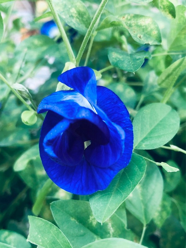 花蓮有機「手採日曬蝶豆花」【雜草蟲聲農莊】 花蓮好好玩
