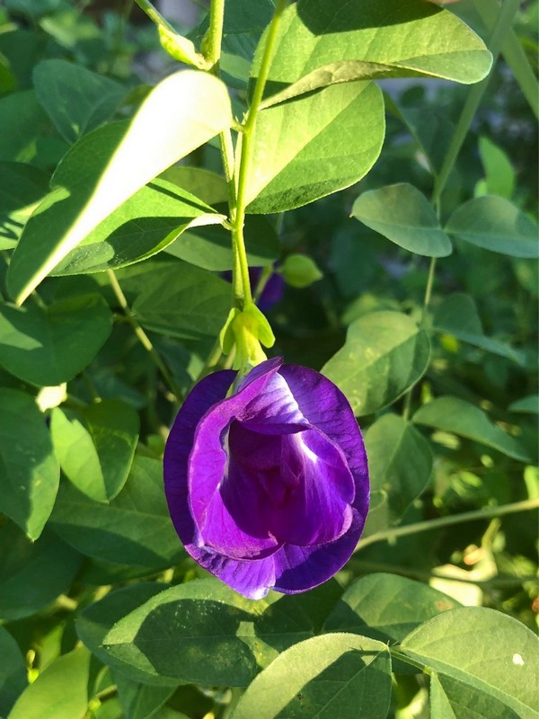 花蓮有機「手採日曬蝶豆花」【雜草蟲聲農莊】 花蓮好好玩