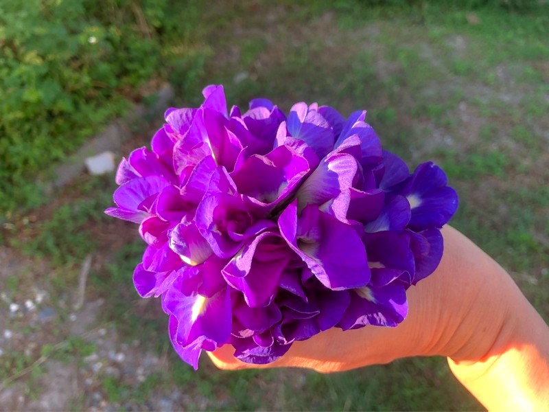 花蓮有機「手採日曬蝶豆花」【雜草蟲聲農莊】 花蓮好好玩