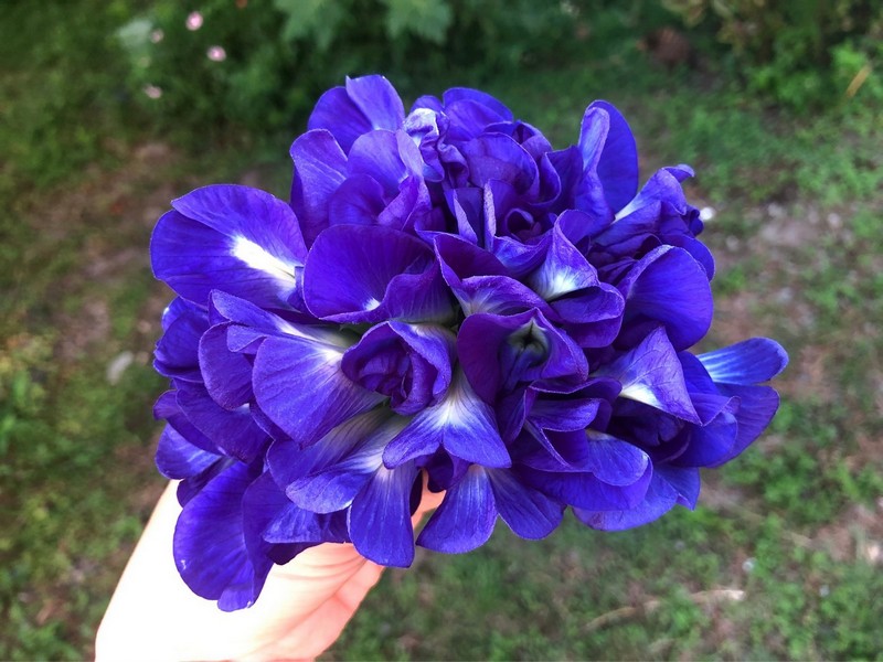 花蓮有機「手採日曬蝶豆花」【雜草蟲聲農莊】 花蓮好好玩
