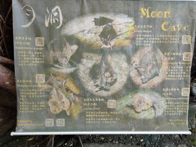 【豐濱好玩】月洞休息區｜豐濱必去的鐘乳石、蝙蝠一家親洞穴 花蓮好好玩