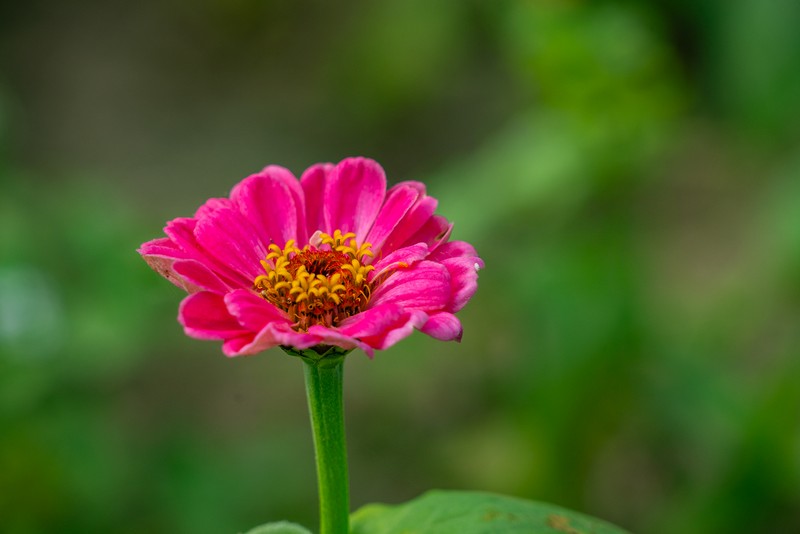 【新城好玩】新城花海｜民有公園旁的十萬頃艷麗波斯菊花海 花蓮好好玩