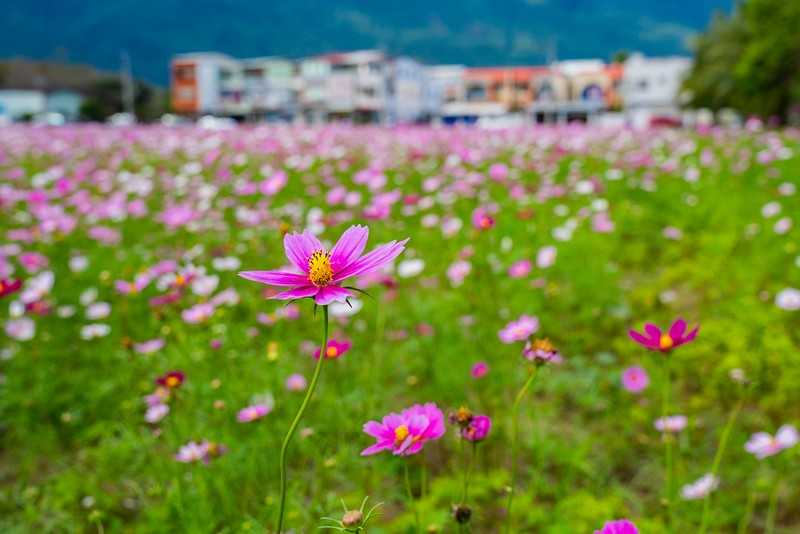 【花蓮行程】2024過年花蓮花海懶人包｜美得像幅畫，一起來做個美麗的花仙子吧! 花蓮好好玩