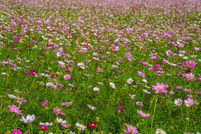 【新城好玩】新城花海｜民有公園旁的十萬頃艷麗波斯菊花海 花蓮好好玩