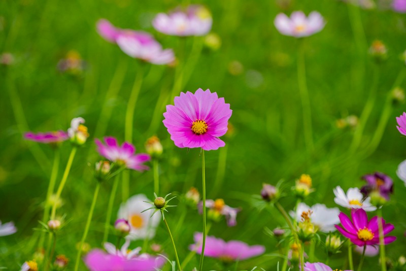 【新城好玩】新城花海｜民有公園旁的十萬頃艷麗波斯菊花海 花蓮好好玩