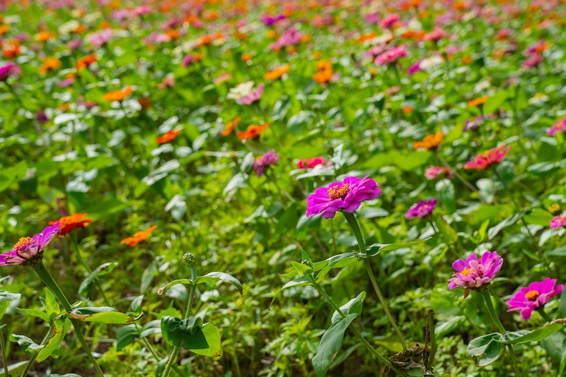 【新城好玩】新城花海｜民有公園旁的十萬頃艷麗波斯菊花海 花蓮好好玩
