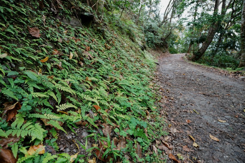 【卓溪好玩】瓦拉米步道|壯闊山風吊橋、森林步道與日治遺跡,親子步道體驗 花蓮好好玩 【卓溪好玩】瓦拉米步道|壯闊山風吊橋、森林步道與日治遺跡,親子步道體驗 花蓮好好玩