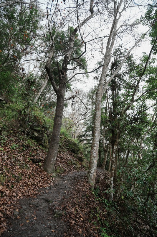 【卓溪好玩】瓦拉米步道|壯闊山風吊橋、森林步道與日治遺跡,親子步道體驗 花蓮好好玩 【卓溪好玩】瓦拉米步道|壯闊山風吊橋、森林步道與日治遺跡,親子步道體驗 花蓮好好玩