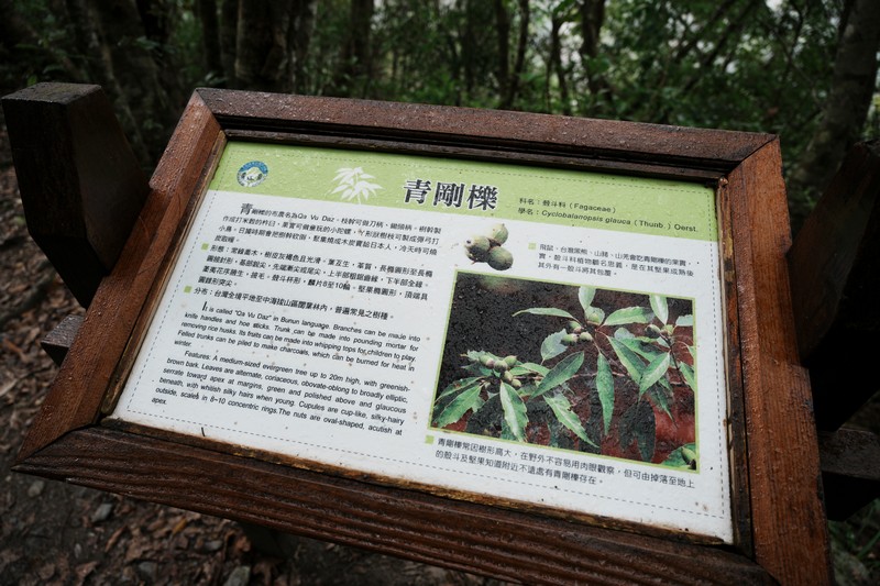 【卓溪好玩】瓦拉米步道|壯闊山風吊橋、森林步道與日治遺跡,親子步道體驗 花蓮好好玩 【卓溪好玩】瓦拉米步道|壯闊山風吊橋、森林步道與日治遺跡,親子步道體驗 花蓮好好玩