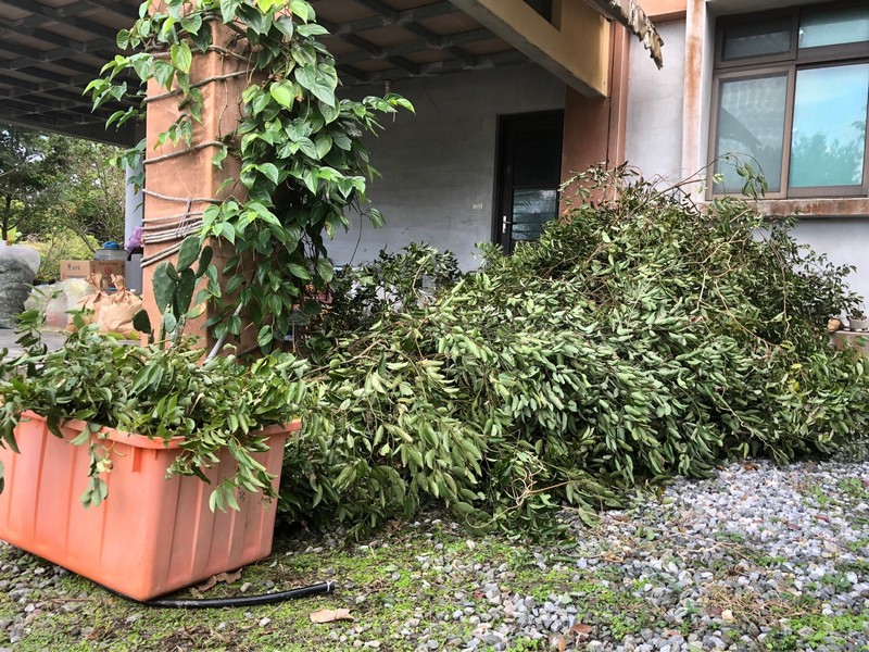 花蓮在地小農土肉桂茶包【雜草蟲聲農莊】 花蓮好好玩
