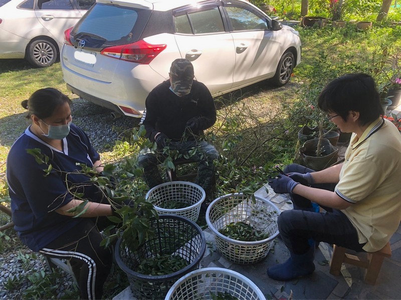 花蓮在地小農土肉桂茶包【雜草蟲聲農莊】 花蓮好好玩