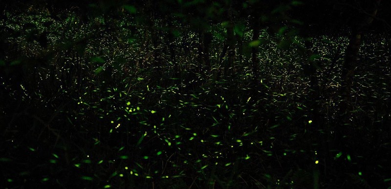 【台灣觀巴路線】超優質-花蓮鯉魚潭夜觀，鳳林漫遊、林田山、池南一日遊 NT$1600 花蓮好好玩