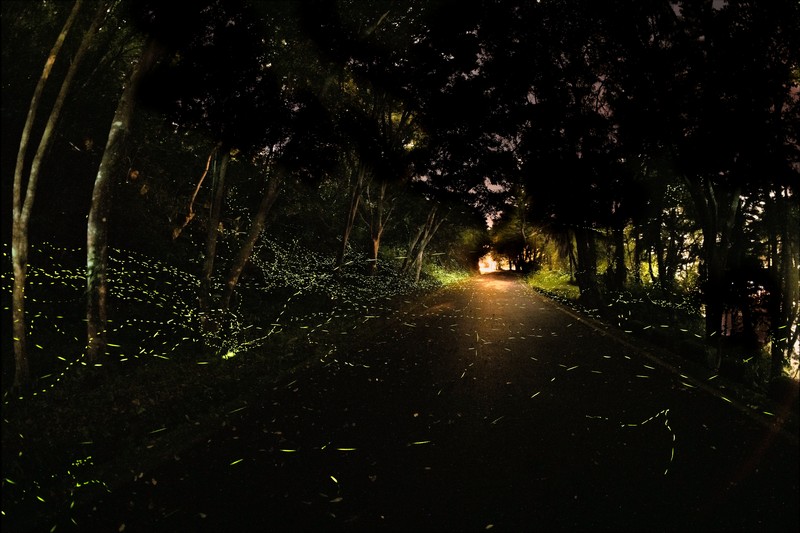 【台灣觀巴路線】超優質-花蓮鯉魚潭夜觀，鳳林漫遊、林田山、池南一日遊 NT$1600 花蓮好好玩