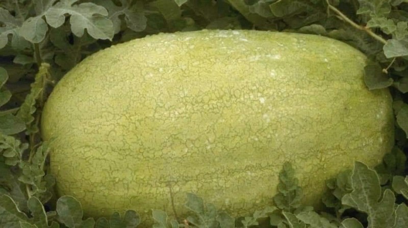 5月限定販售！產地直送花蓮大西瓜【哇好】 花蓮好好玩