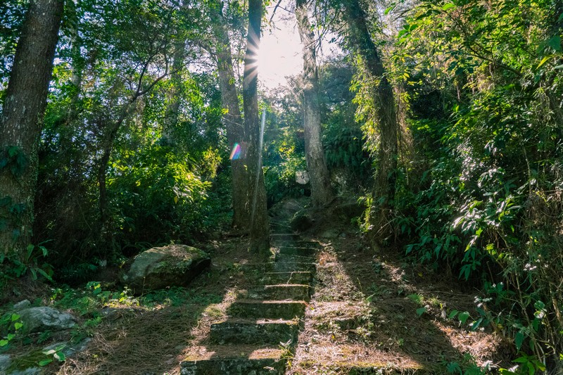 森板步道｜摩里薩卡林田山，台灣四大林場裡的秘密步道，充滿教堂色彩的浮雕故事與森林健行 花蓮好好玩