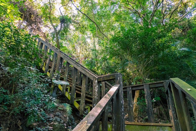森板步道｜摩里薩卡林田山，台灣四大林場裡的秘密步道，充滿教堂色彩的浮雕故事與森林健行 花蓮好好玩