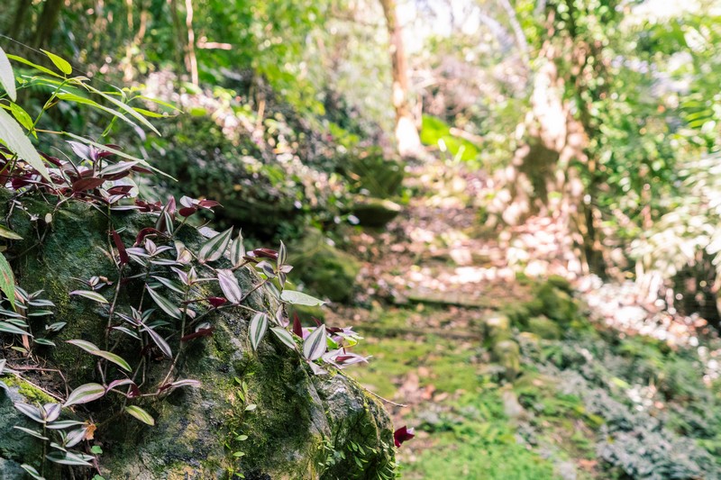 森板步道｜摩里薩卡林田山，台灣四大林場裡的秘密步道，充滿教堂色彩的浮雕故事與森林健行 花蓮好好玩