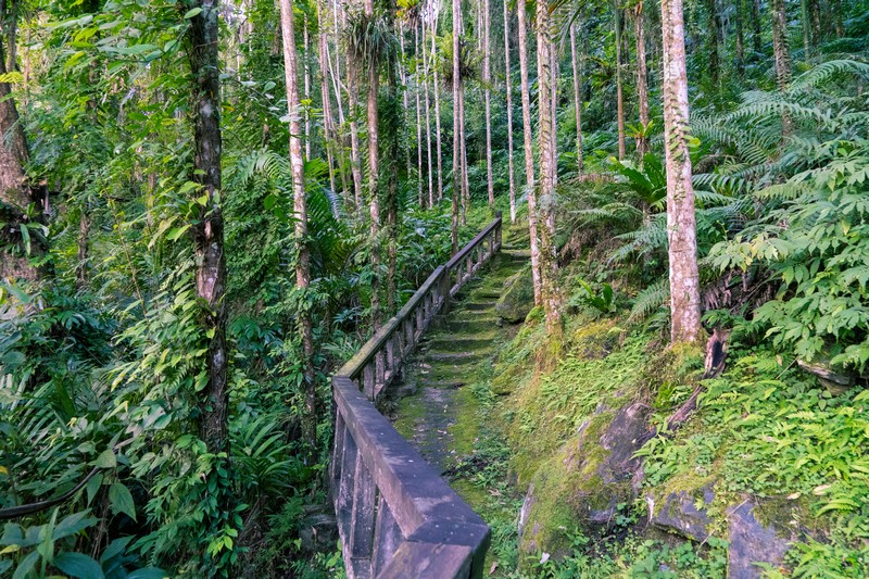 森板步道｜摩里薩卡林田山，台灣四大林場裡的秘密步道，充滿教堂色彩的浮雕故事與森林健行 花蓮好好玩