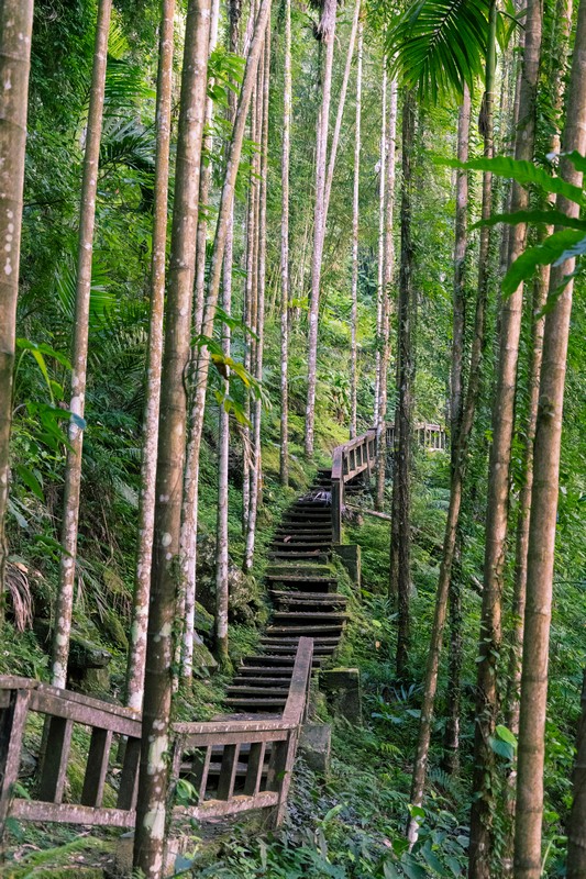 森板步道｜摩里薩卡林田山，台灣四大林場裡的秘密步道，充滿教堂色彩的浮雕故事與森林健行 花蓮好好玩