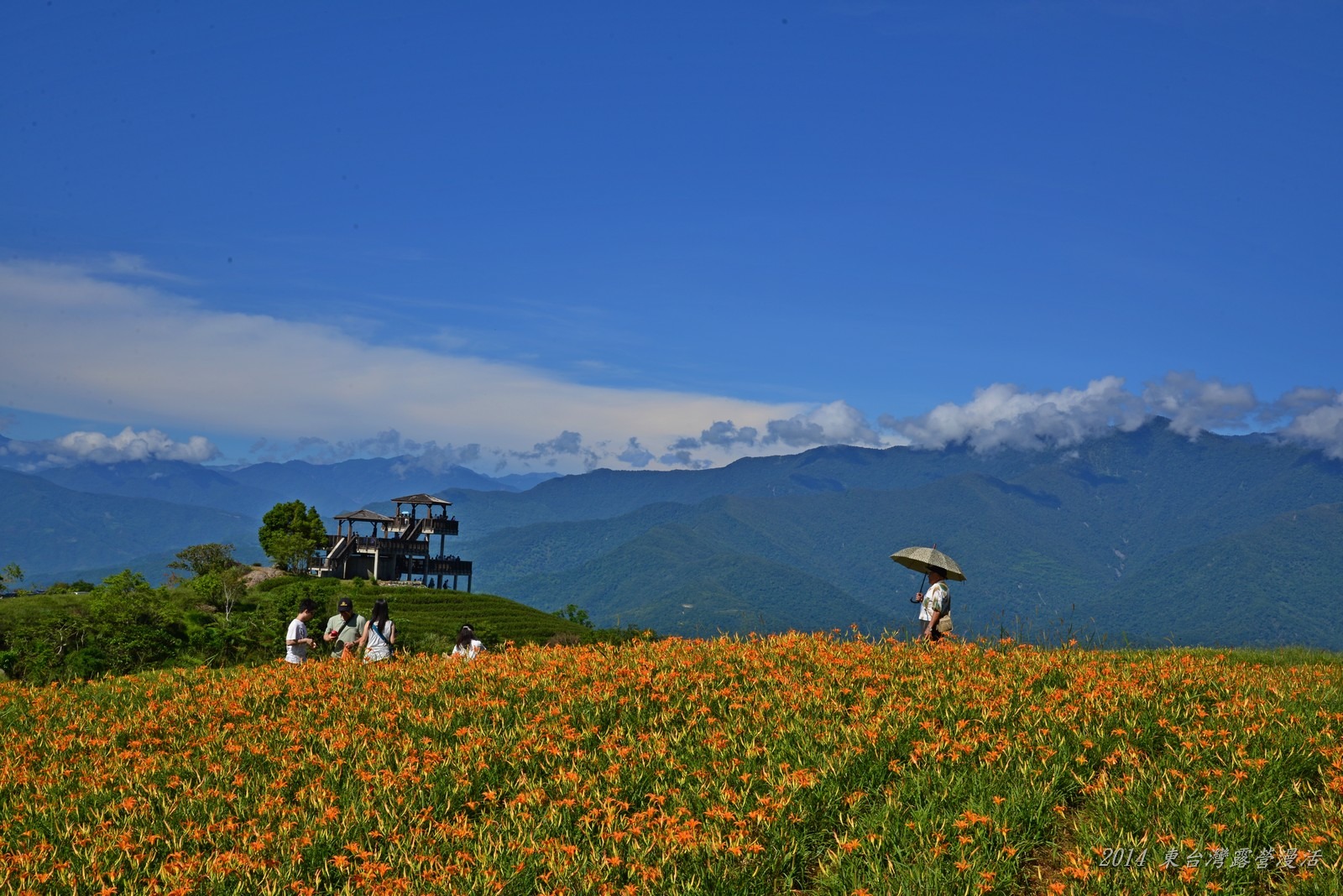 花蓮金針花3選1｜六十石山・赤柯山｜含午餐・可送飯店｜一日輕鬆賞花 NT$1300 起 花蓮好好玩