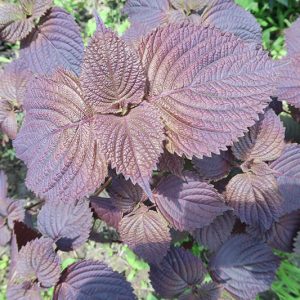 花蓮在地小農紫蘇茶包【雜草蟲聲農莊】