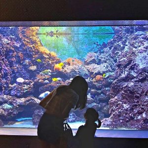【2026春節限定】海洋公園+A2水岸輕鬆遊一日