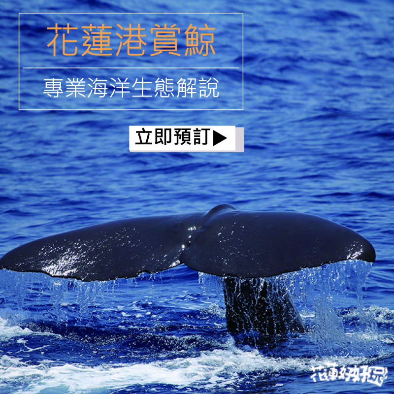 【花蓮賞鯨】 黑潮專業解說、知性海洋【多羅滿賞鯨】NT$700起